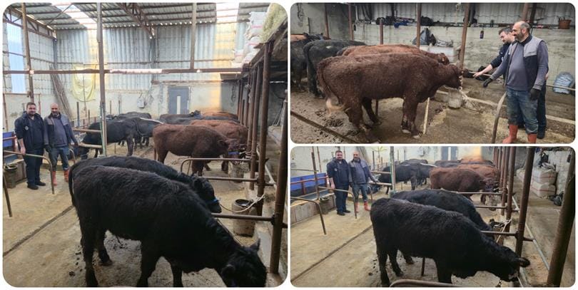 Rize’de Hayvancılığa Büyük İvme: Uruguay’dan Gelen Misafirler Yeni Yuvasında