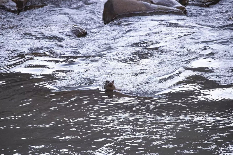 Rize’de Heyecan Veren Buluşma: Yıllar Sonra Yeniden Görüldü!